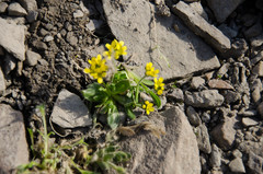 Draba corymbosa