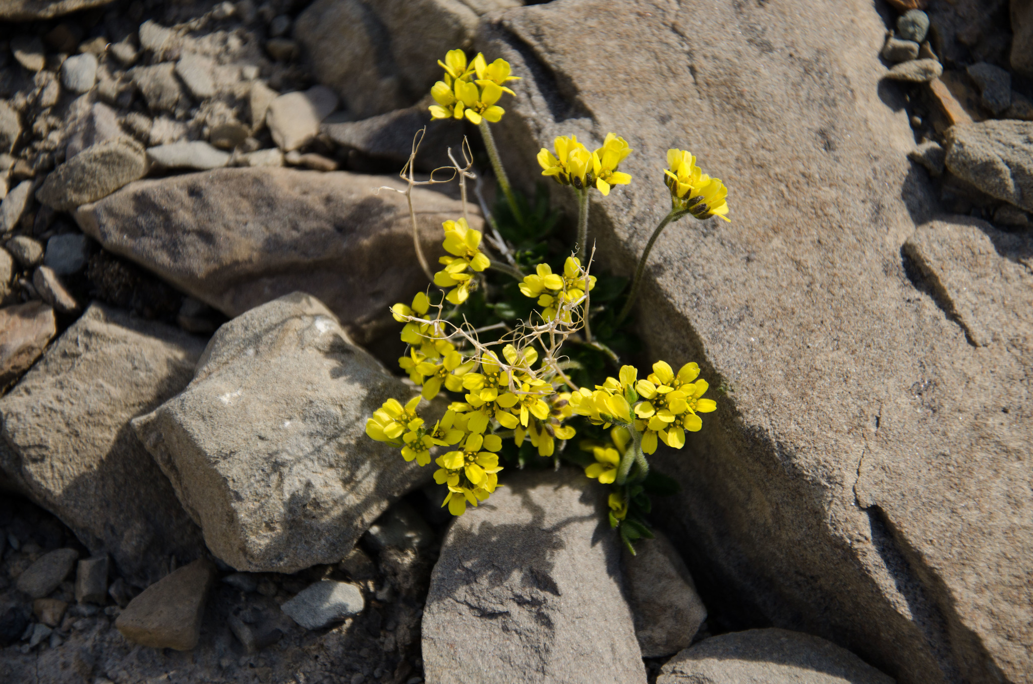 Draba pauciflora