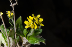 Draba corymbosa