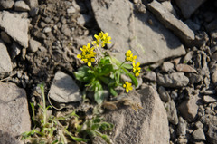 Draba corymbosa