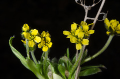 Draba corymbosa