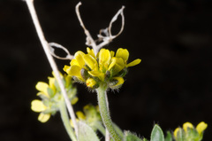 Draba corymbosa