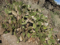 Opuntia helleri