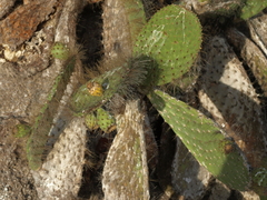 Opuntia helleri
