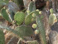 Opuntia helleri