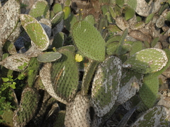 Opuntia helleri