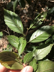 Aphananthe philippinensis