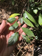 Aphananthe philippinensis