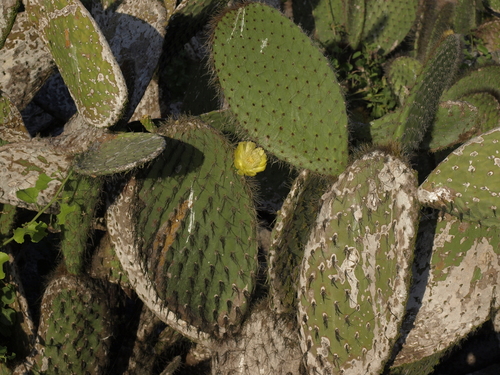 Wolf Island pricklypear (Opuntia helleri)