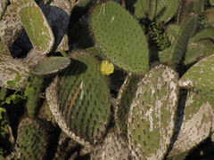 Opuntia helleri