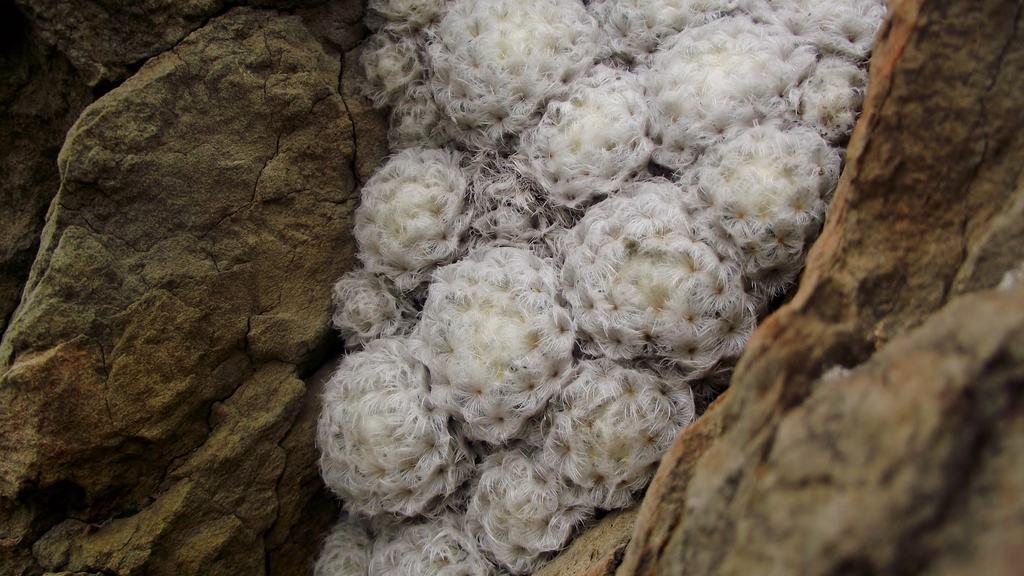 Mammillaria plumosa, Nuevo León, MX
