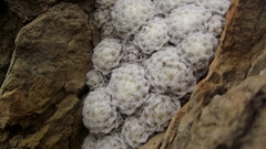 Mammillaria plumosa