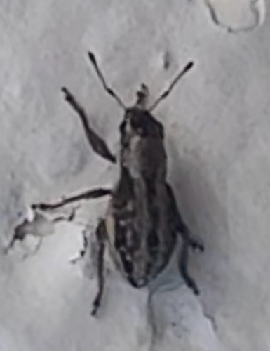 Little Fringed Weevil photo 5