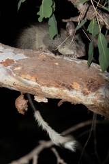 Black-Footed Mesembriomys photo 4