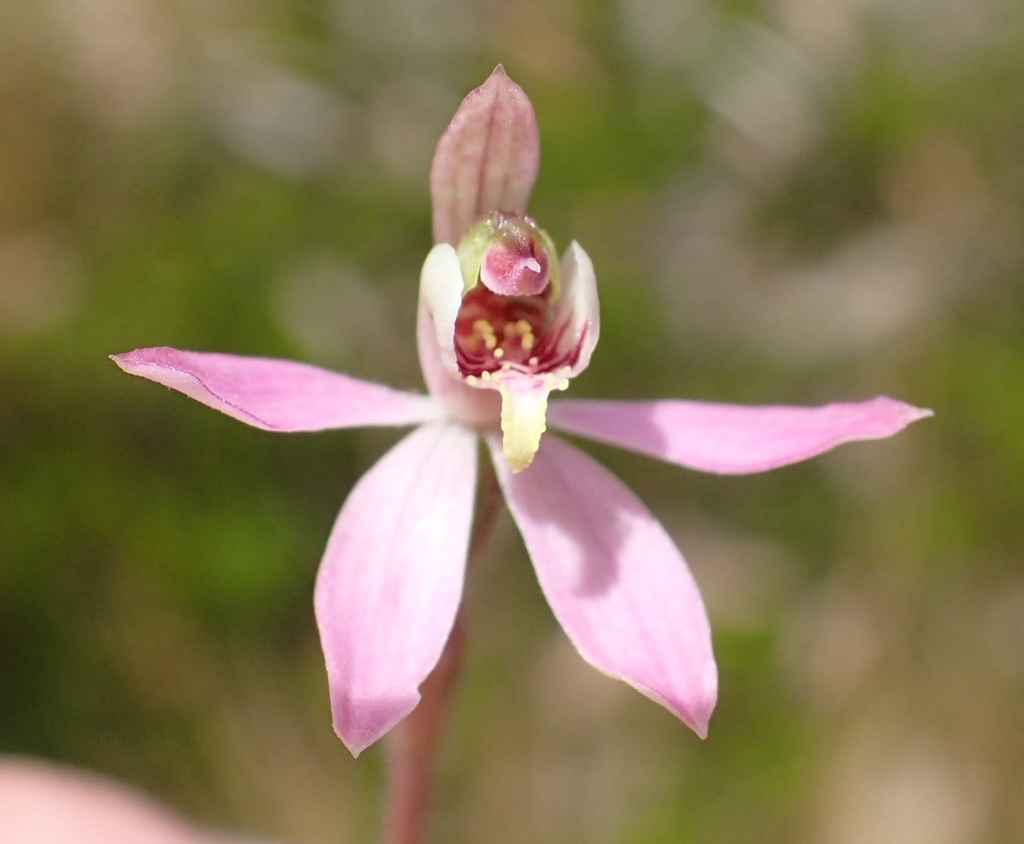 Caladenia vulgaris