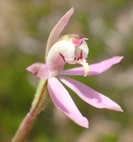 Image of Caladenia vulgaris by no rights reserved