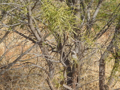 Purnella albifrons
