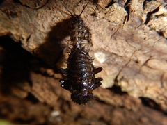 Cypherotylus californicus