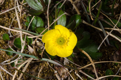 Ranunculus sulphureus