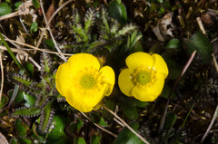 Ranunculus sulphureus