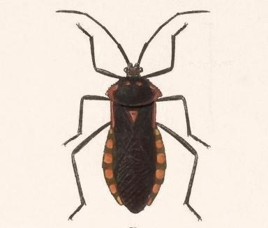 Sephina bicornis