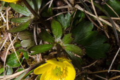 Ranunculus sulphureus