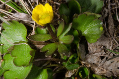 Ranunculus sulphureus