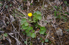 Ranunculus sulphureus