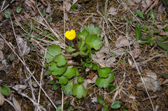 Ranunculus sulphureus