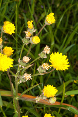 Crepis vesicaria vesicaria