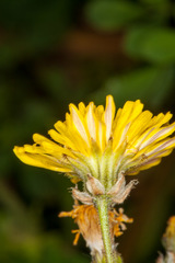 Crepis vesicaria vesicaria