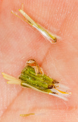 Crepis vesicaria vesicaria