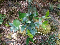 Atherosperma moschatum moschatum