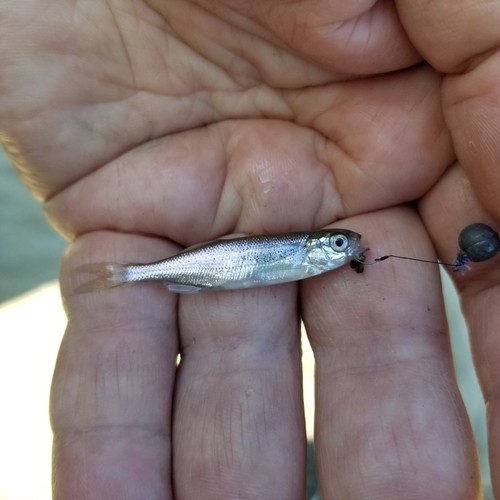 Columbia River minnow (Richardsonius balteatus) — Cyprinidae — 3