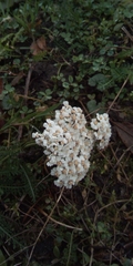 Achillea millefolium
