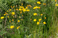 Crepis conyzifolia
