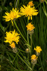 Crepis conyzifolia