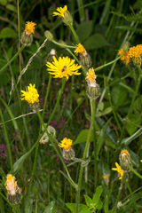 Crepis conyzifolia