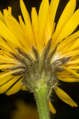 Crepis conyzifolia