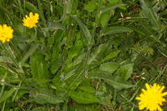 Crepis conyzifolia