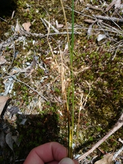 Juncus pauciflorus