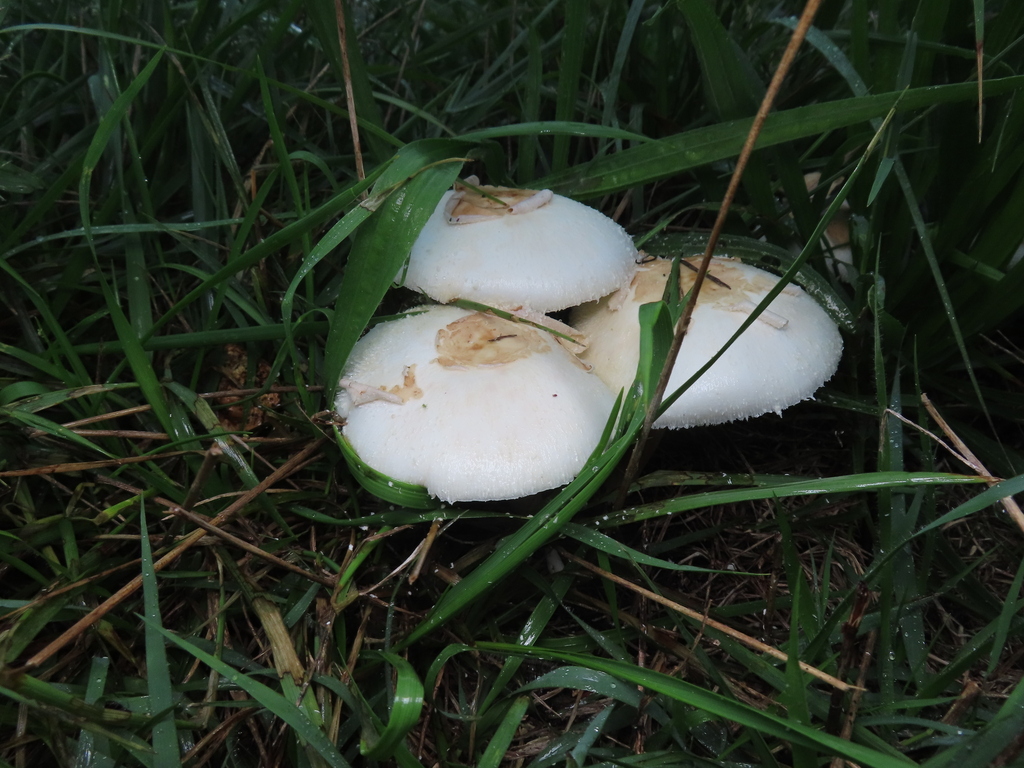 Chlorophyllum molybdites · September 2025 · photo: © timur_kalininsky (iNaturalist, cc-by)