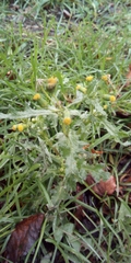 Senecio vulgaris