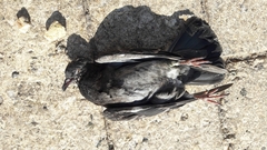 Columba livia domestica