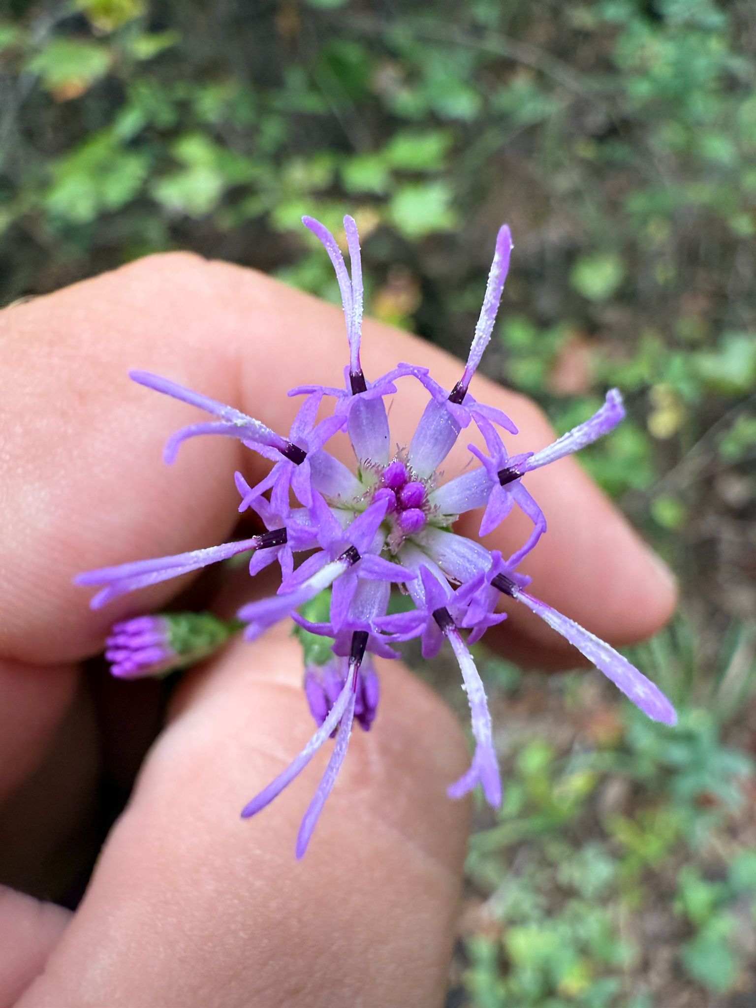 Liatris elegantula