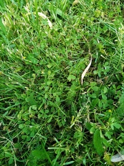 Trifolium ornithopodioides