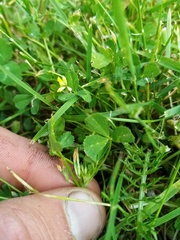 Trifolium ornithopodioides