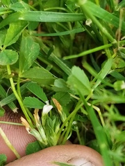 Trifolium ornithopodioides