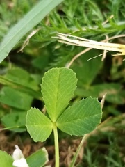 Trifolium ornithopodioides