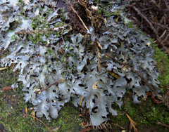 Pseudocyphellaria dissimilis image
